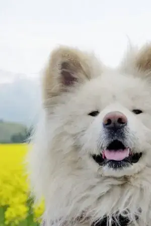 Bước Chân Dũng Cảm Bước Chân Dũng Cảm